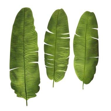 Beyaz arka planda yeşil suluboya tropik bitki yaprakları. Canavar, hayran palmiyesi, maymun canavarı, mango.