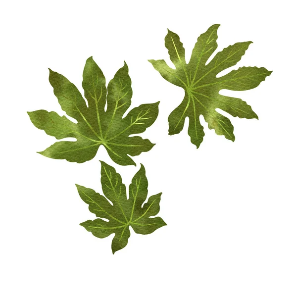 Blätter Tropischer Pflanzen Grünem Aquarell Auf Weißem Hintergrund Monstera Fächerpalme — Stockfoto
