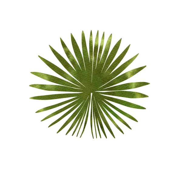 Leaves Tropical Plants Green Watercolor White Background Monstera Fan Palm — Stock Photo, Image