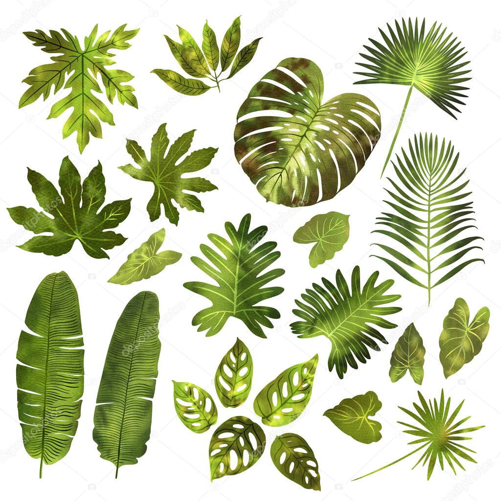 Leaves of tropical plants in green watercolor on a white background. Monstera, fan palm, monkey monstera, mango.