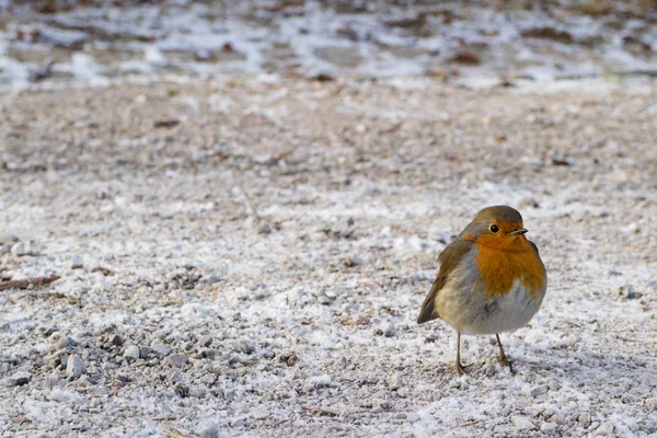 Curious Robin Looking for Food — Stock Photo, Image