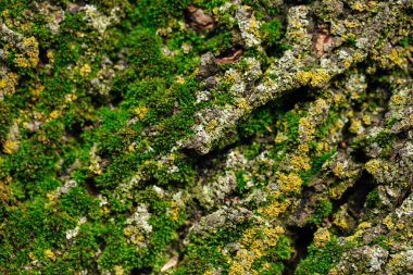 Ağaç kabuğuna yakın çekim yeşil yosun dokusu ile 