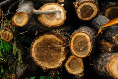 Doğal ağaç gövdelerinin üst görünümü kesimi