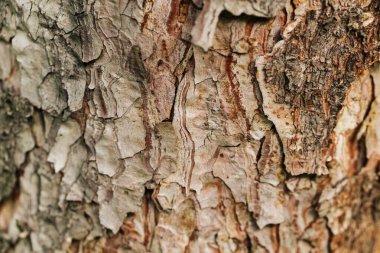 Kapalı makro kuru ağaç kabuğu dokusu arkaplanı