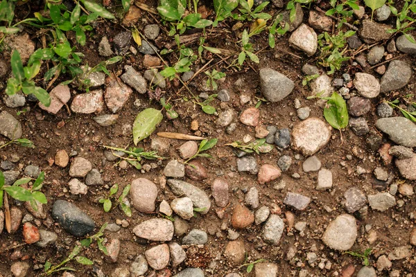 Pohled shora na přírodní zemi s kameny a trávou — Stock fotografie