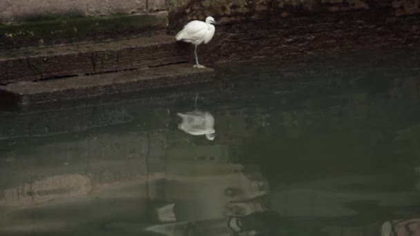 Білий птах сидить біля води у Венеції. Стокове Відео 