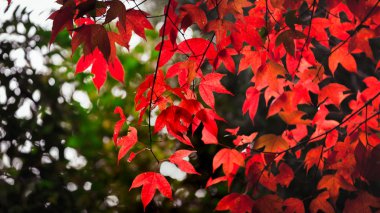 kırmızı akçaağaç yaprağı