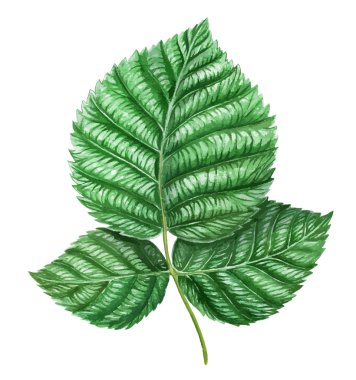 Ahududu yaprağı. Suluboya botanik illüstrasyon.