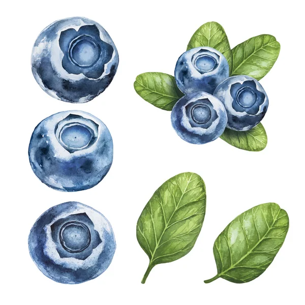 Áfonya. Akvarell botanikai illusztrációk. — Stock Vector