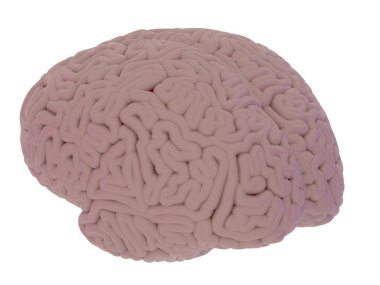 beyin yan görünüm, beyaz arka plan üzerinde 3d render izole diffüz