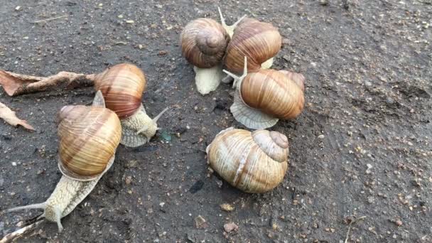 Timelapse - snail crawls on the road in nature — Stock Video