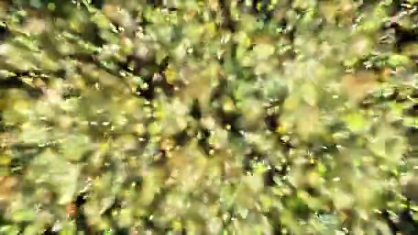 Chuva Dourada. faíscas. bolhas de champanhe — Vídeo de Stock