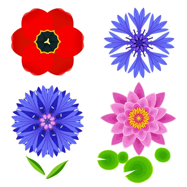 Aantal bloemen tulp, lotus, Korenbloem geïsoleerd over Wit — Stockvector