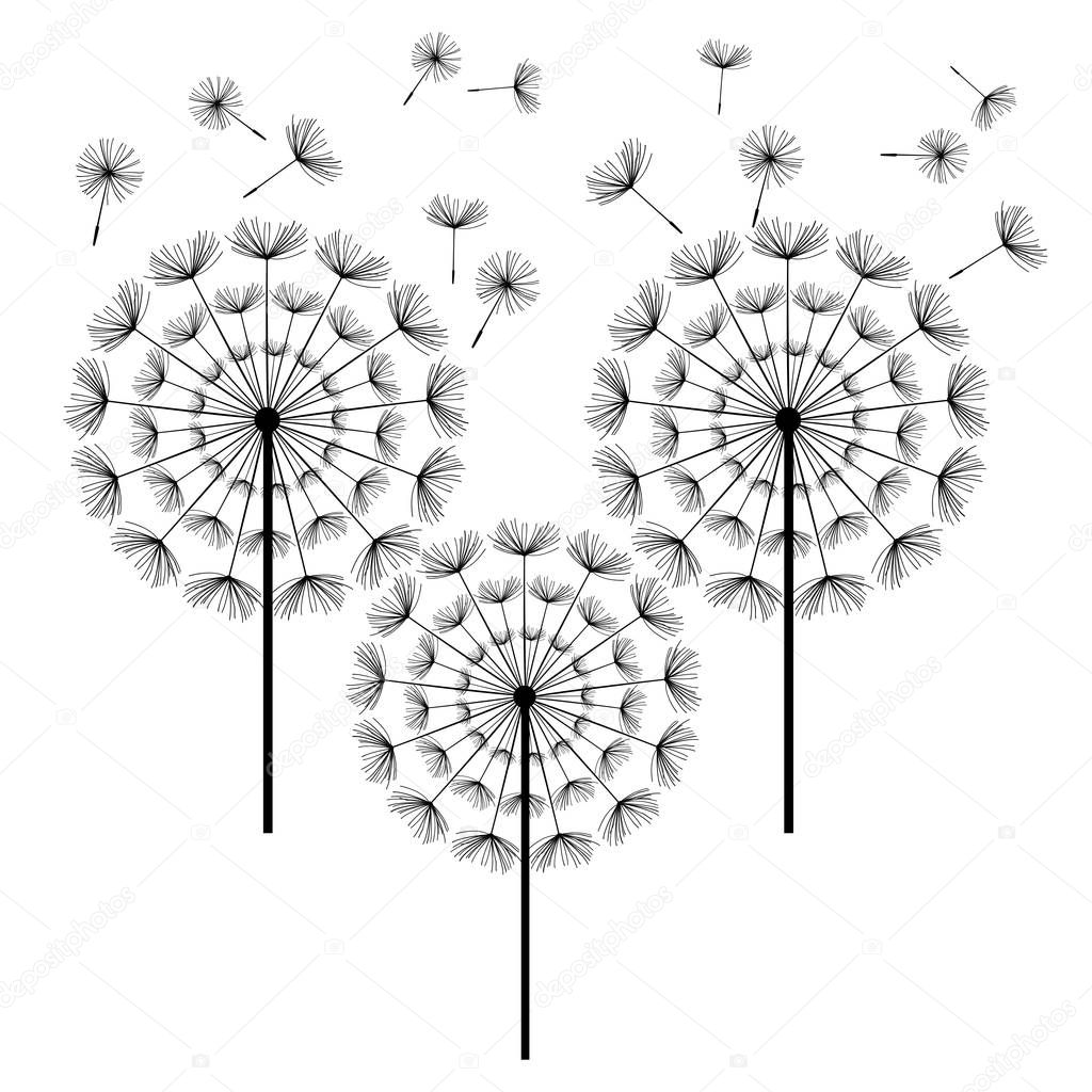 Black dandelions isolated on white background