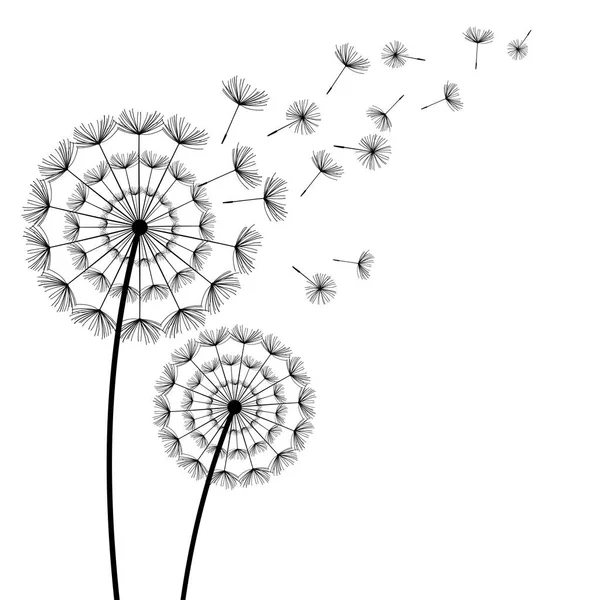 Dandelions pretos com fluff voador no fundo branco — Vetor de Stock