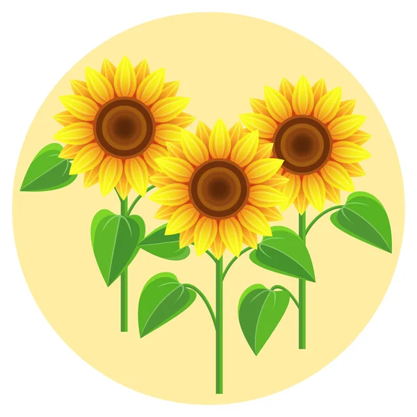 Krásné květy slunečnice — Stockový vektor
