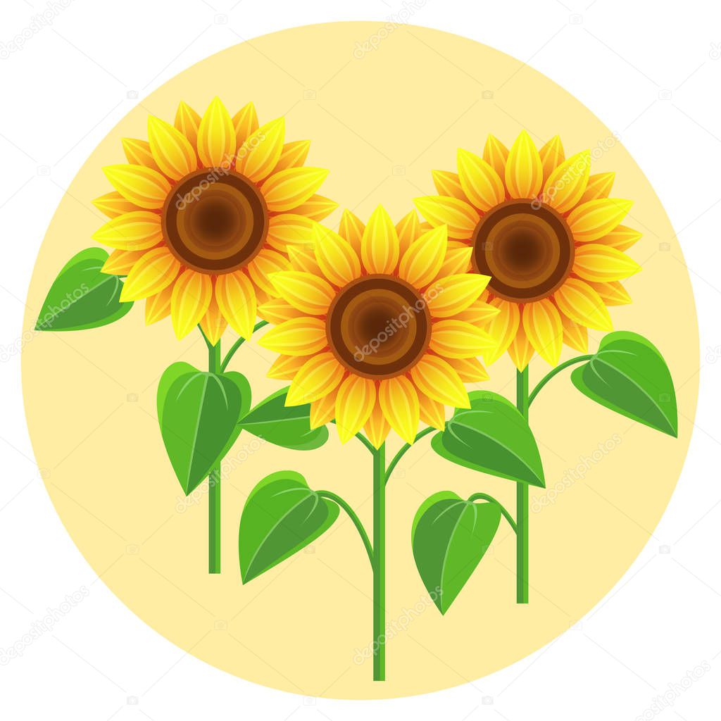 Beautiful flowers sunflowers