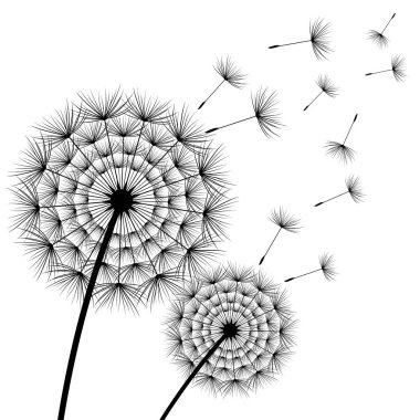 İki güzel çiçekler dandelions beyaz üzerinde