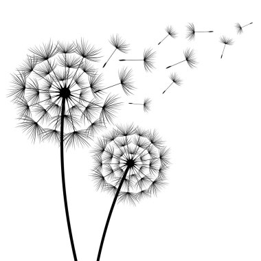 İki çiçek dandelions siluet
