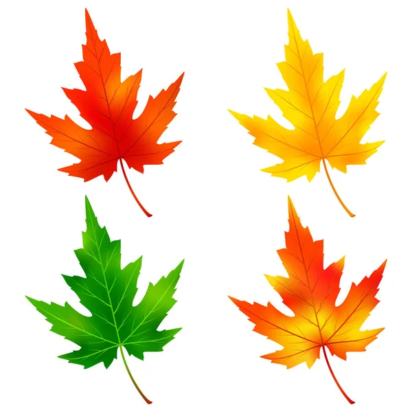 Набор разноцветных листьев кленового дерева — стоковый вектор