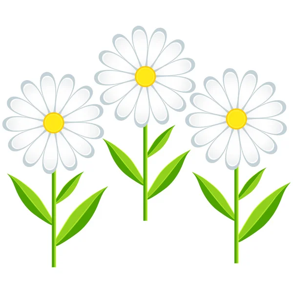 Tres flores manzanillas aisladas — Vector de stock