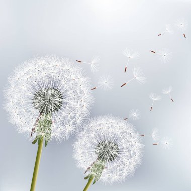 iki çiçek dandelions ile şık çiçekli arka plan