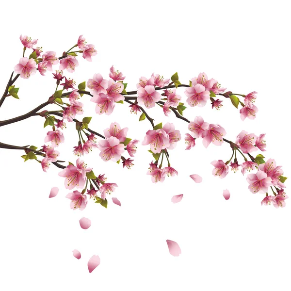 Sakura blossom - Cerezo japonés aislado sobre fondo blanco — Vector de stock