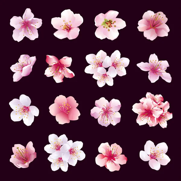 Set of flowers of cherry tree isolated