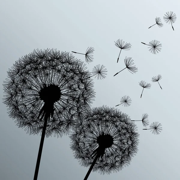 Deux fleurs pissenlits sur fond gris — Image vectorielle