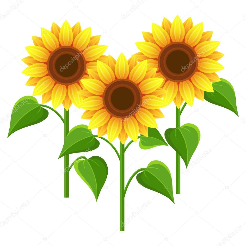 Summer flowers sunflowers over white