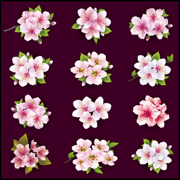Set of cherry and apple blossom