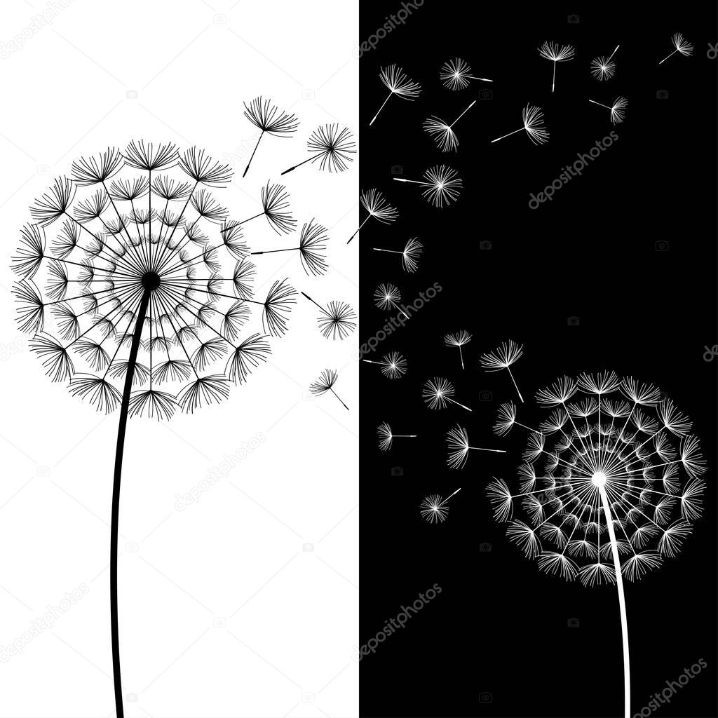 Two black and white dandelions blowing