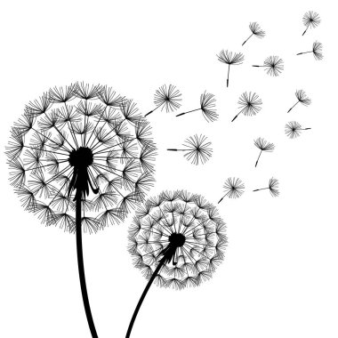 İki siyah dandelions beyaz üzerinde üfleme