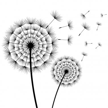 Güzel çiçekler dandelions siyah ve beyaz