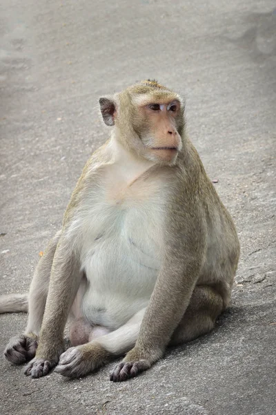 Monyet di Thailand — Stok Foto