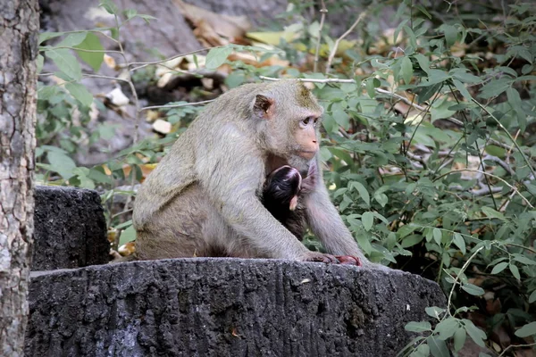 ลิงเพิ่งเกิดในป่า — ภาพถ่ายสต็อก