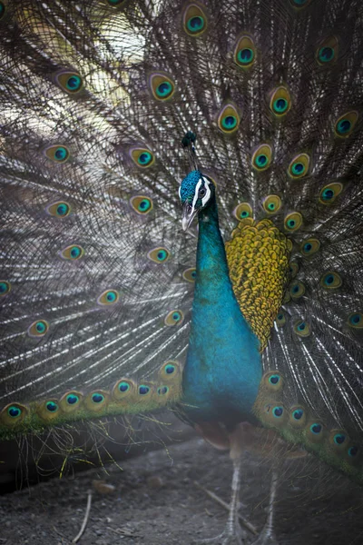 Pfau spreizt Schwanzfedern. — Stockfoto