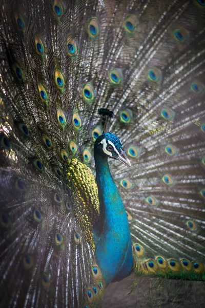 Plumas de cola untadas de pavo real . — Foto de Stock