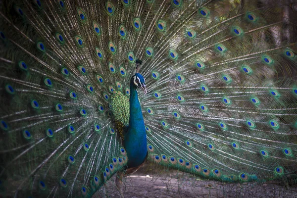 Pfau spreizt Schwanzfedern. — Stockfoto