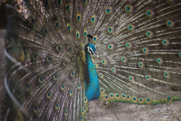 Plumas de cola untadas de pavo real . — Foto de Stock