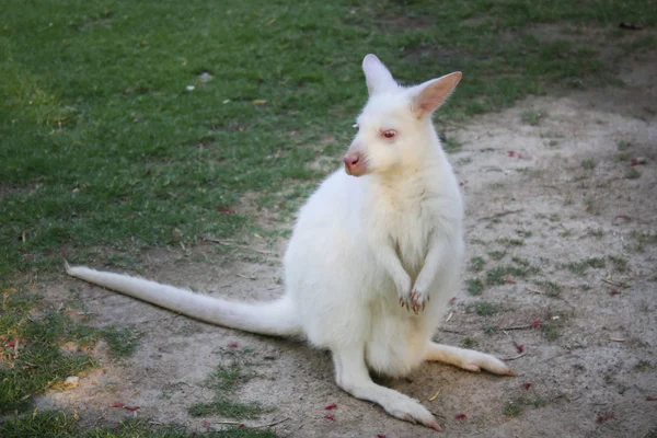 Dvärg kängurur i djurparken. — Stockfoto