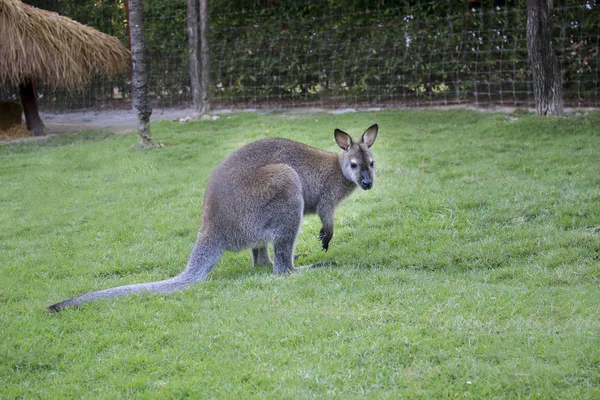 Dvärg kängurur i djurparken. — Stockfoto