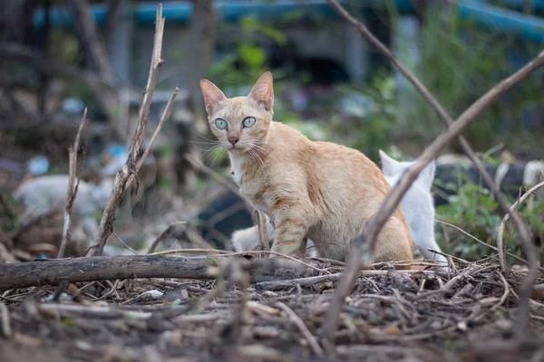 Kat zittend in de tuin. — Stockfoto