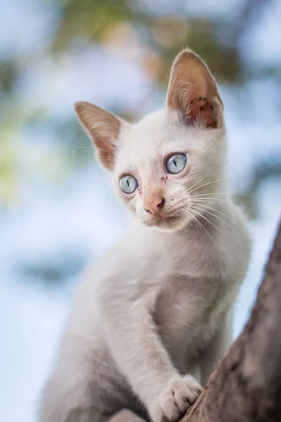 Gatitos jugando en un árbol . —  Fotos de Stock