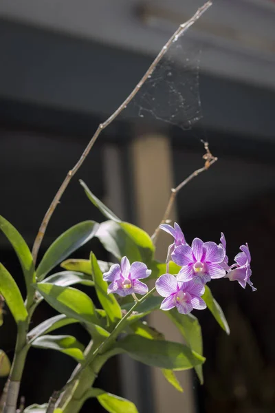 Orquídea Com Teia Aranha — Fotografia de Stock