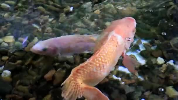 Il pesce rubino non è perfetto nella vasca . — Video Stock