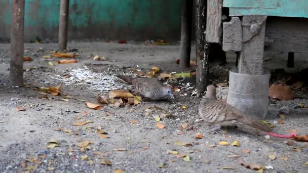 Deux oiseaux se nourrissent au sol . — Video