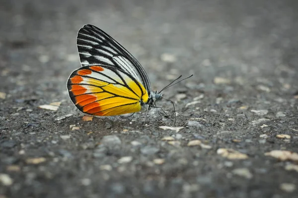 Butterfly Colorful Wing Beautiful Road — Stock Photo, Image