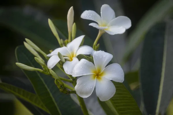 Primer Plano Planta Floración Blanca Naturaleza Plumeria —  Fotos de Stock