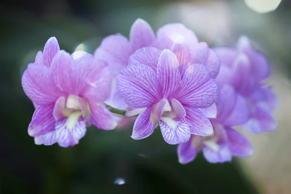 Close Rosa Orchidea Fioritura Pianta Natura — Foto Stock